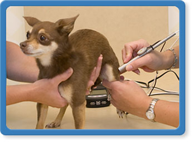 jacksonville veterinary laser therapy