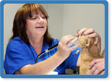 jacksonville pet dental care