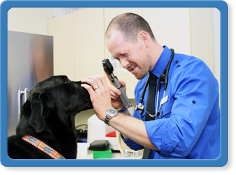 south jacksonville, pet wellness exam