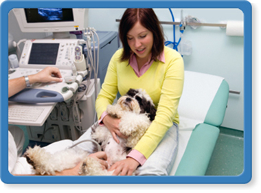 south jacksonville pet ultrasounds