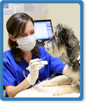 south jacksonville, fl veterinary services